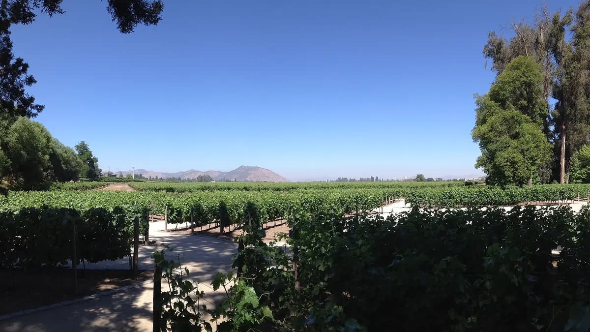 Hileras de parras en Pirque con la precordillera detrás
