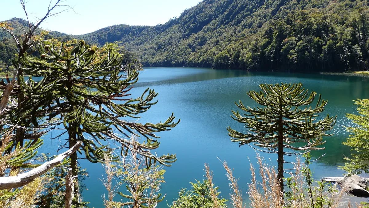 Laguna de aguas verdes entre bosque nativo y araucarias en Huerquehue