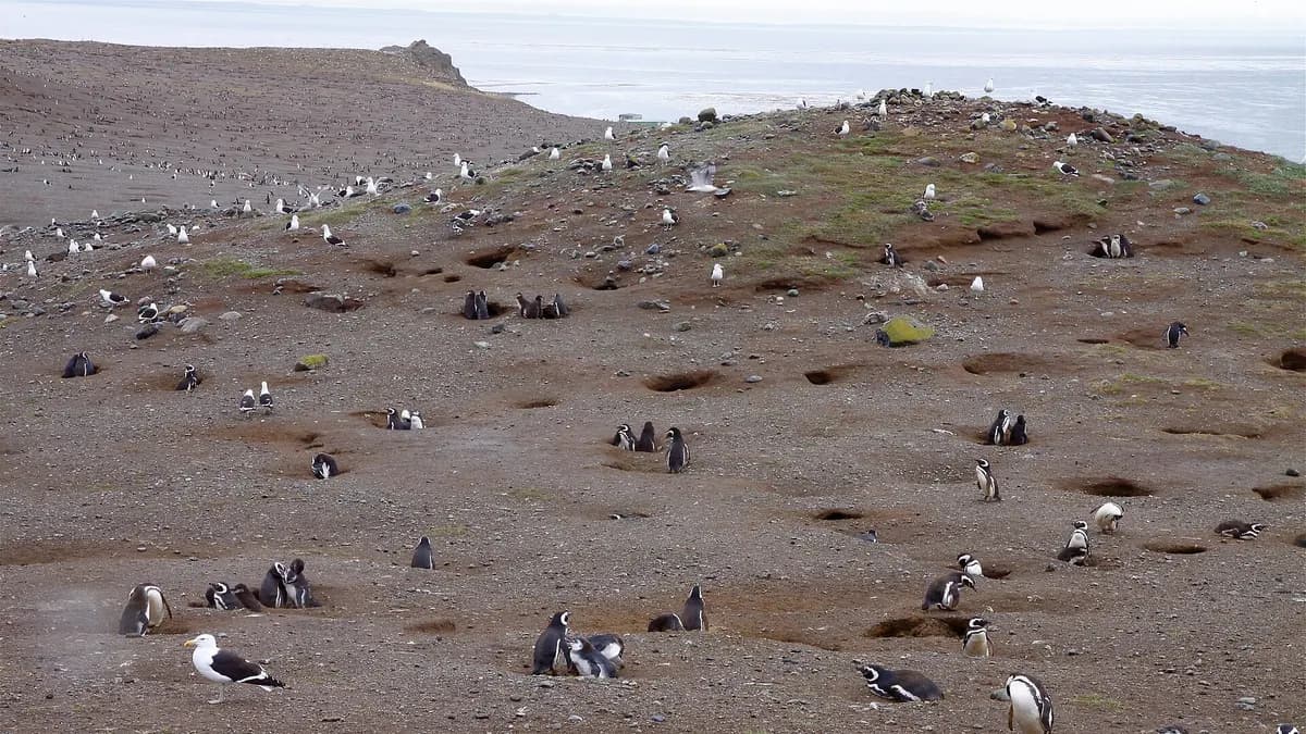 Cientos de pingüinos de Magallanes sobre las laderas de isla Magdalena