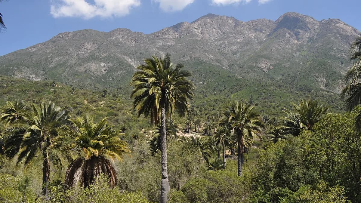 Grupo de palmas chilenas altas en Ocoa con lomas secas detrás