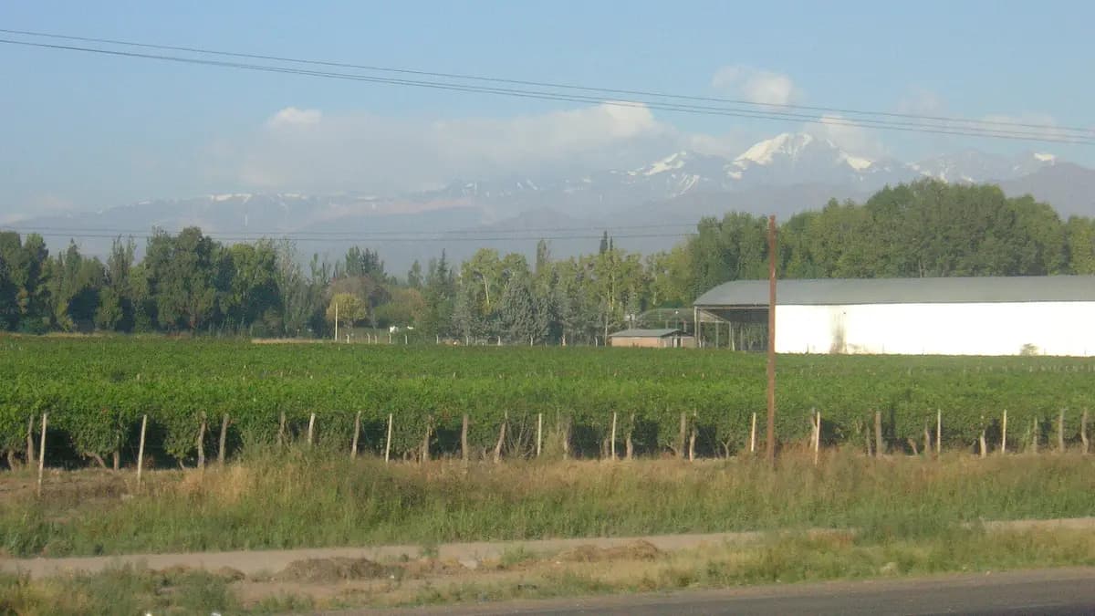 Viñedos verdes en Mendoza con la cordillera de los Andes nevada al fondo