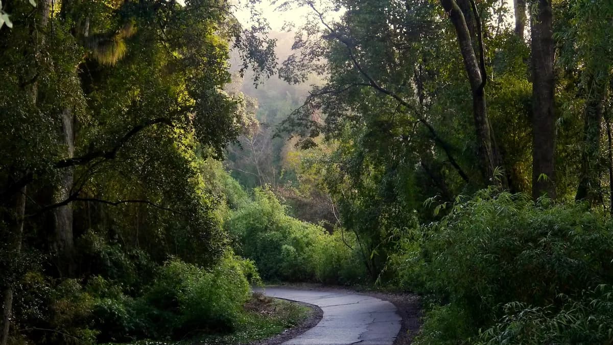 Sendero de tierra bajo la sombra del bosque nativo del cerro Ñielol