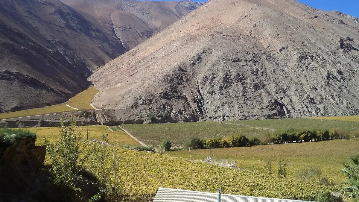 Viñedos al pie de cerros áridos en el Valle del Elqui